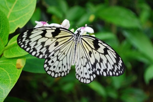 Artis 033.jpg